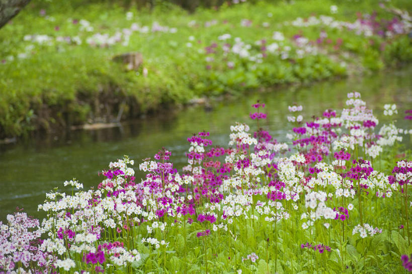无人,横图,室外,白天,留白,旅游,度假,草地,河流,美景,森林,水,日光,丰富,盛开,反射,地形,景观,田地,野花,花蕾,娱乐,草,雏菊,花,花瓣,花朵,鲜花,粉色,绿色,紫色,白色,风景,小溪,自然,春天,花苞,花蕊,享受,休闲,景色,放松,季节,茂密,摄影,银莲花,茂盛,生长,宁静,环境,清新,自然风光,彩图,林区,头状花序,bj175