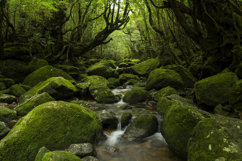 无人,横图,室外,白天,河流,森林,日本,地形,苔藓,世界遗产,风景,自然,鹿儿岛县,岩石,联合国教科文组织,bj175