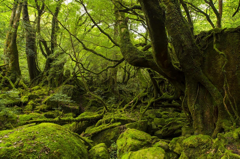 无人,横图,室外,白天,森林,日本,地形,苔藓,世界遗产,风景,自然,鹿儿岛县,联合国教科文组织,bj175