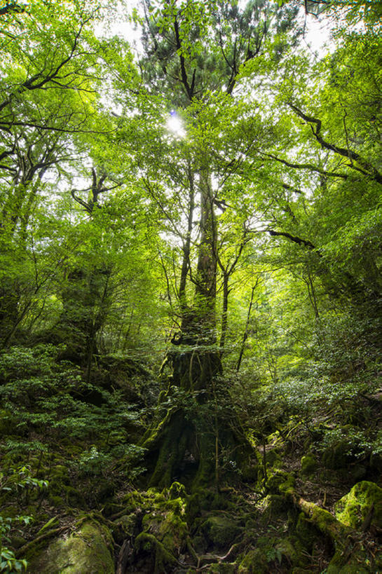 无人,竖图,室外,白天,森林,日本,地形,根,世界遗产,树,风景,自然,鹿儿岛县,联合国教科文组织,bj175