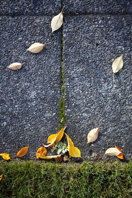 无人,竖图,室外,白天,石头,华盛顿,美国,石子,人行道,草,树叶,黄色,季节,摄影,西雅图,石块,岩石,秋天,彩图,高角度拍摄,bj175