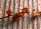 tkf001_103603