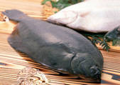 tkf001_108047