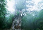 tkf001_108709