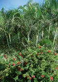 tkf001_116376