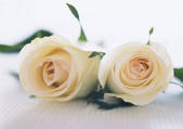 tkf001_116665