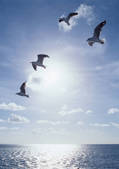 tkf001_116887