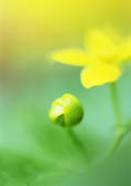 tkf001_120994