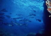 tkf001_127483