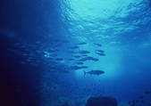 tkf001_127488