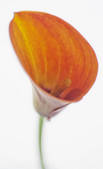 tkf001_177411