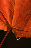 tkf001_204474