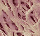tkf001_406960
