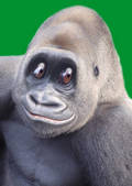 tkf001_783352