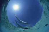 tkf001_805292