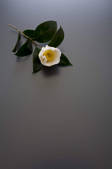 tkf001_805809