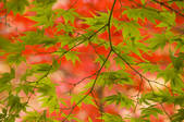 tkf001_808003