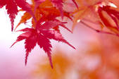 tkf001_808102