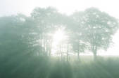 tkf001_808626