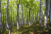 tkf001_813980