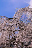 tkf001_815034