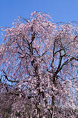 tkf001_815038