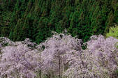 tkf001_815041