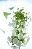 tkf001_816081