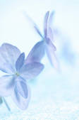 tkf001_816085