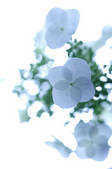 tkf001_816092