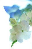 tkf001_816093