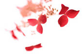 tkf001_816105
