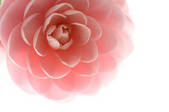 tkf001_816134