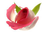 tkf001_816143