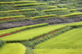 tkf001_817014