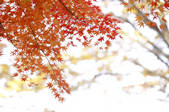 tkf001_818345