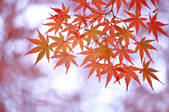 tkf001_818504