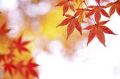 tkf001_818566
