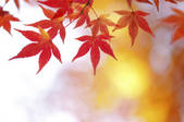 tkf001_818568