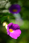 tkf001_818698