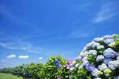 tkf001_833905