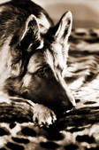 tkf001_460071
