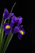 tkf001_555107