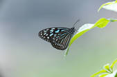 tkf001_555861