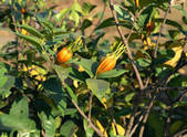 tkf001_557154