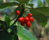 tkf001_557224