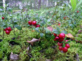 tkf001_649130