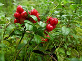 tkf001_649131