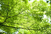 tkf003_109786