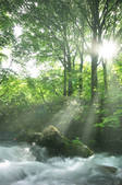 tkf003_113113